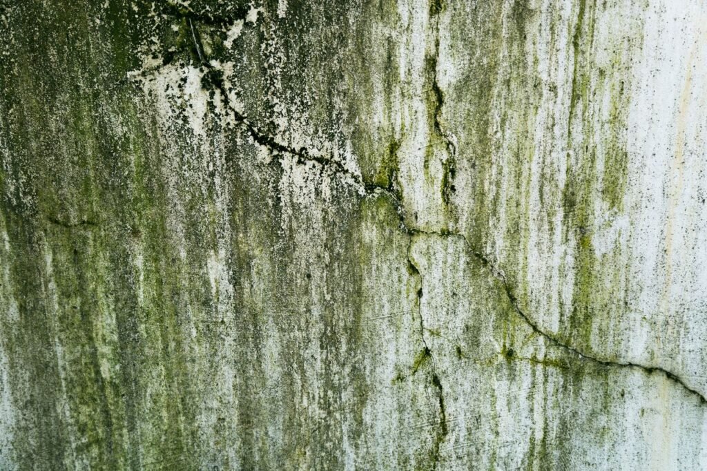 remove mould from concrete
