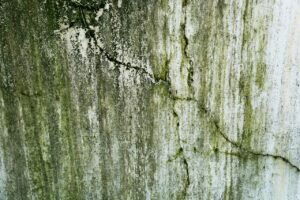 remove mould from concrete