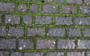 Remove Moss from Concrete Driveway